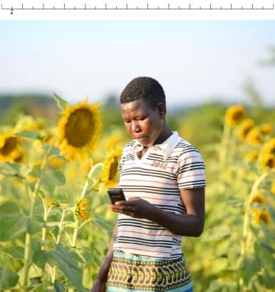 woman in sunflower field
